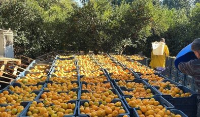 Fiyat farkı dudak uçuklattı: Bodrum mandalinası bahçede 5, İstanbul’da 50 TL
