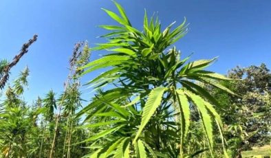 Türkiye’nin kenevir üssü: 2 bin 730 dönüm alanda ekiliyor…