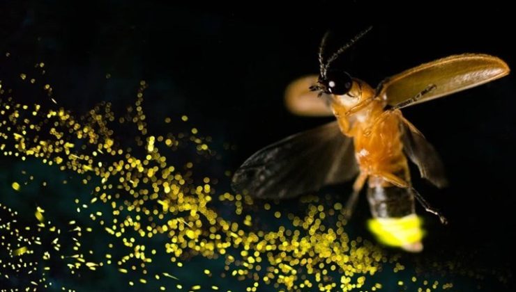 Gen bilimcilerden çarpıcı keşif: Ateşböcekleri nasıl ve neden ışık yayar?