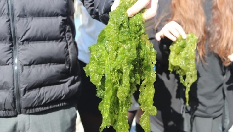 İzmir Körfezi’nde bolca bulunuyor: Türk mutfağına kazandırılacak