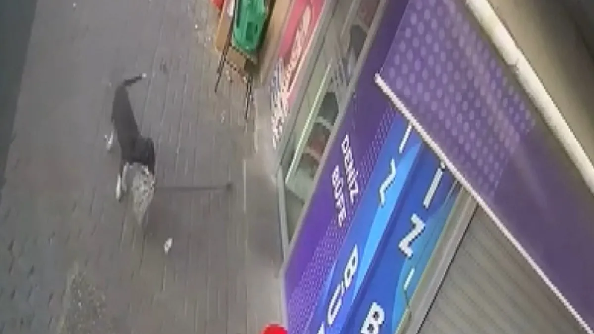 Beslediği köpekhırsız çıktı!