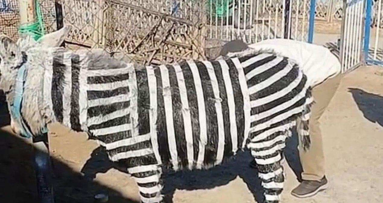 Bunu da gördük: ‘Damalı eşek’ gerçek oldu